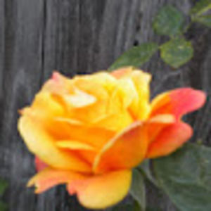 Meet your Posher, S.